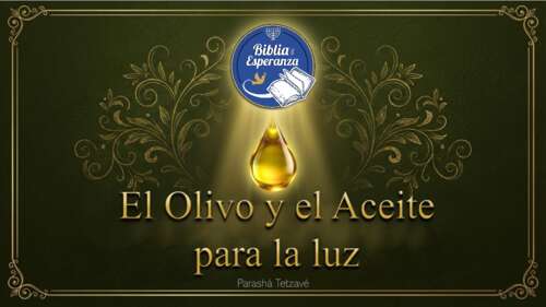 El Olivo y el Aceite para la luz